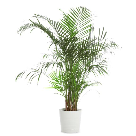 palm tree nursery melbourne Merissa Dowell